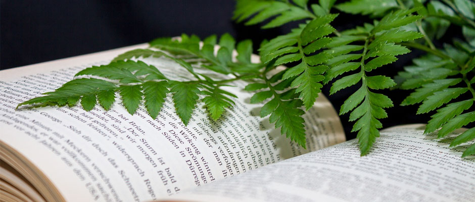 Bücher vorbestellen